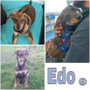 Edo (♂) in 54516 Wittlich - vermittelt