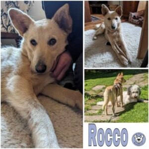 Rocco (♂) in 96482 Ahorn - vermittelt