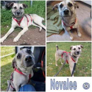 Novalee (♀) in 96052 Bamberg - vermittelt