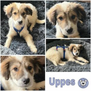 Uppes (♂) in 92637 Weiden - vermittelt