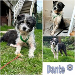 Dante (♂) in 53115 Bonn - vermittelt