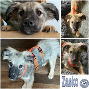 Zasko (♂) in 92637 Weiden - vermittelt