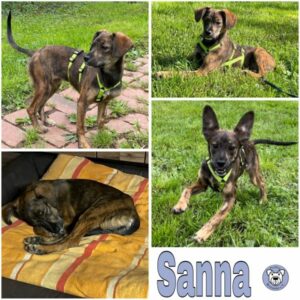 Sanna (♀) in 54518 Rivenich - vermittelt