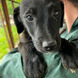 GESA(♀) - auf PDR PS im PLZ Bezirk 32 -vermittelt