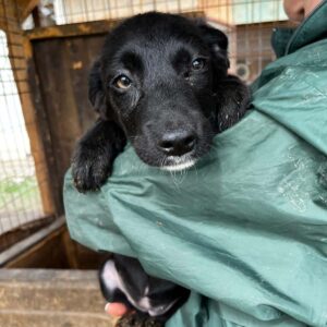 CAMILLA (♀) - auf PDR PS im PLZ Bezirk 54 - vermittelt