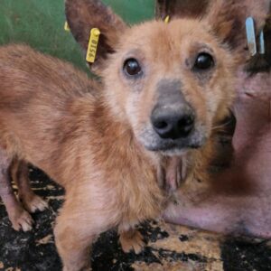 MUCKL (♂) - Notfall-Opi mit Hautproblemen - ausgereist zu Mit Tieren leben