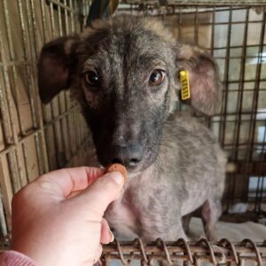 FIPPS (♂) - durchtrittig - reserviert Tierhilfe Lebenswert DR - vermittelt