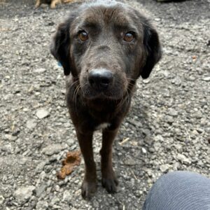 LIPA (♀) - auf PDR PS im PLZ Bezirk 56 - vermittelt