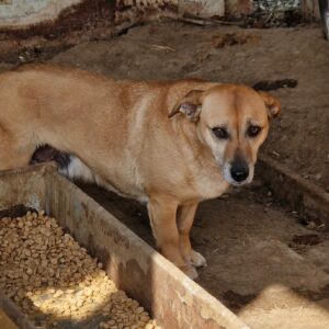 FRONY (♀) - ausgereist zum TST Rösrath (AL)