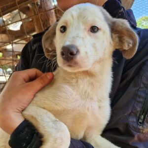 LIOBA (♀) - auf PDR PS im PLZ Bezirk 32 - vermittelt