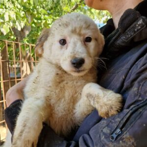 SISSY (♀) - vermittelt MD