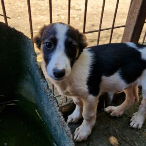 GREGG (♂) - RBB 06/24