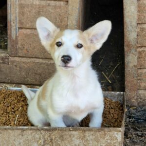 DUMBO (♂) - sollte zeitnah ausreisen - vermittelt Betty