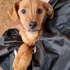 JERMAINE (♂) - ausgereist zu SK (GC)