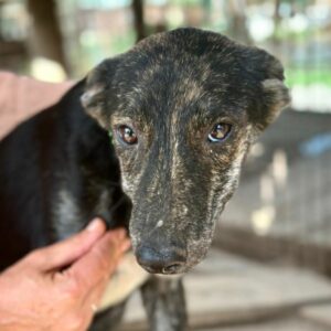 BOLEK (♂) - auf PS im PLZ Bereich 86 (NE) *ausgereist*