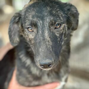 LOLEK (♂) - auf PS im PLZ Bereich 97 (SE) *ausgereist* - vermittelt