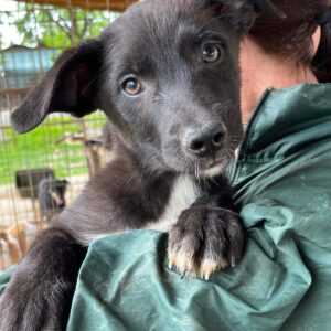 FAYLINN (♀) - auf PDR PS im PLZ Bezirk 21 - vermittelt