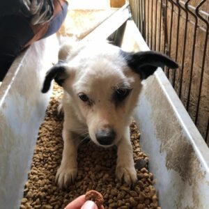 EMILIO (♂) - RBB 12/24