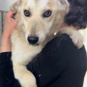 TARJA (♀) - abgerissene Rute - ausgereist zur Tierhilfe Lebenswert