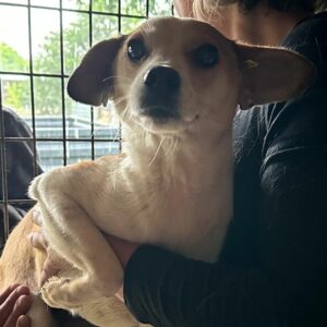 WINKY (♀) - auf PDR PS im PLZ Bezirk 18 - vermittelt