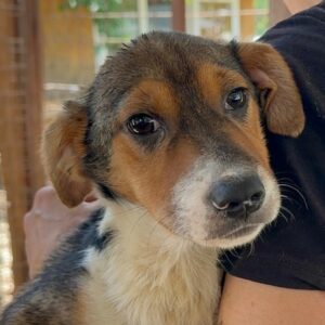 MANOUK (♀) – ausgereist zu SK (GC)