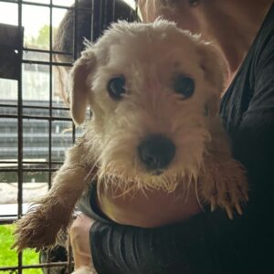 SEPPI (♂) - ausgereist zu Vierbeiner in Not