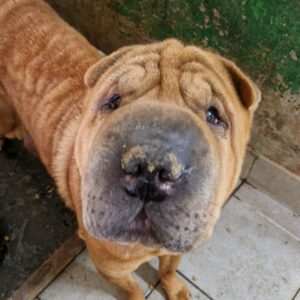 HADES (♂) - Notfall-Senior - mehrere große Tumore - vermittelt Manuela