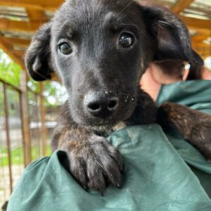 FELIPA (♀) - auf PDR PS im PLZ Bezirk 21 - vermittelt