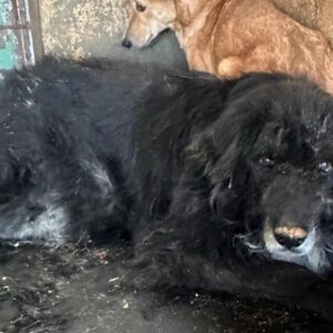 ESTEBAN (♂) - resignierter Senior - vermittelt Manuela