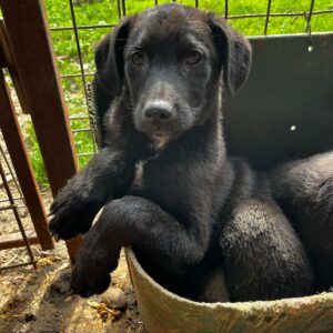 ORIN (♂) - vermittelt Manuela