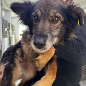 GIMLI (♂) - viel zu dünn - ausgereist zur Tierhilfe Lebenswert