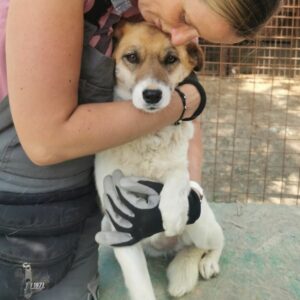 OLYMPIA (♀) - reserviert Tierhilfe Lebenswert DR - vermittelt