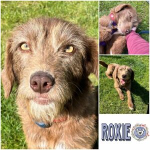 ROXIE (♀) in 15306 Seelow - vermittelt