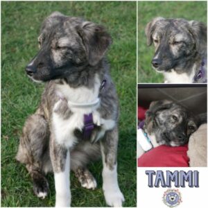 TAMMI (♀) in 21493 Möhnsen *vermittelt*
