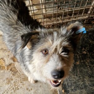 BILBO (♂) - ausgereist zum TST Rösrath