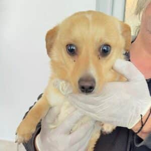 JONNIE (♂) - auf PDR PS im PLZ Bezirk 63 - vermittelt