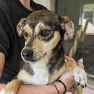 VIOLETTA (♀) - reserviert KM vermittelt