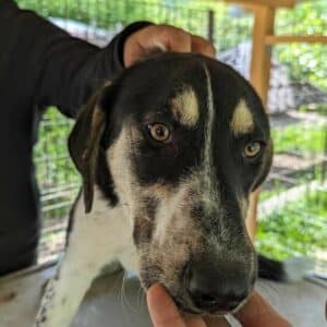 FARELL(♂) (= ARIMA)