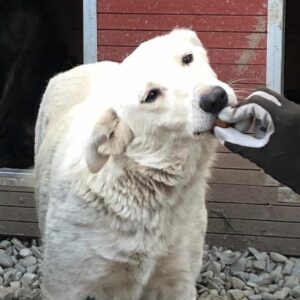 HETTY (♀) - wurde gebissen, sollte zeitnah ausreisen! - reserviert Tierhilfe Lebenswert DR - vermittelt 08.11.24