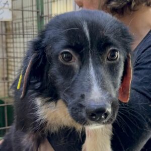 NIKY (♀) - Hautprobleme, zu dünn - ausgereist zur Tierhilfe Lebenswert