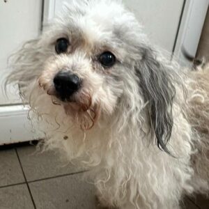 FLOCKI (♂) - RBB 05/24