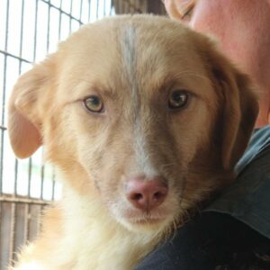 NICOLAO (♂) - ausgereist zum TST Rösrath