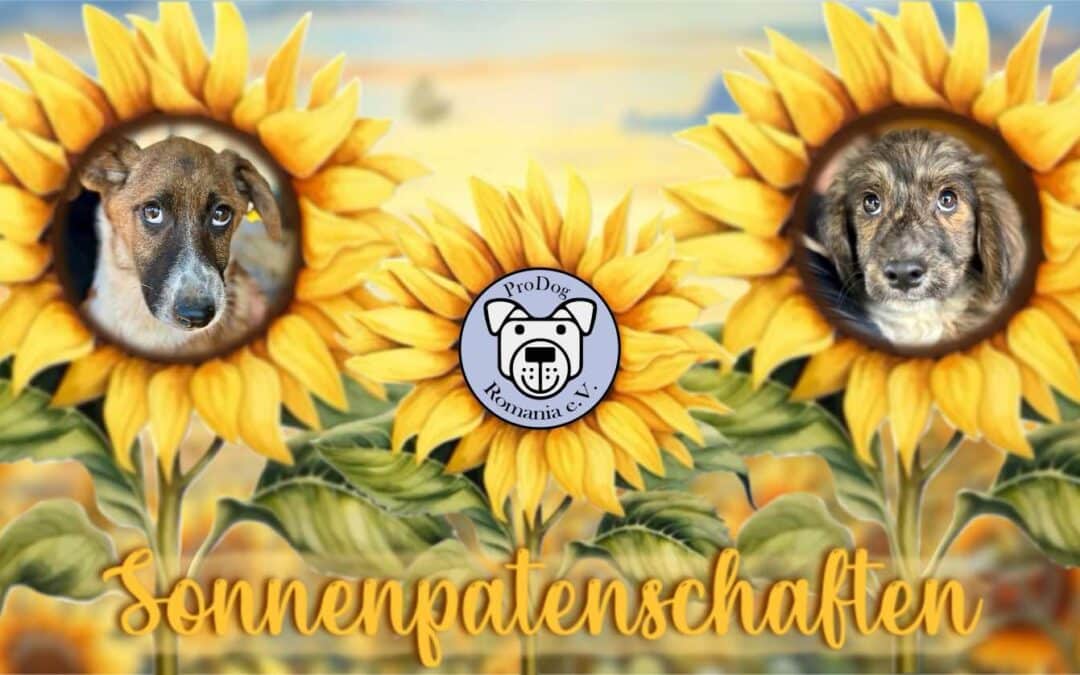 Sonnenpatenschaft