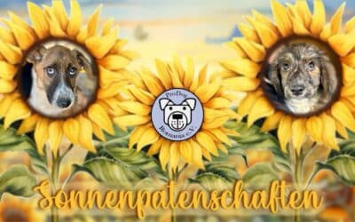 Sonnenpatenschaft