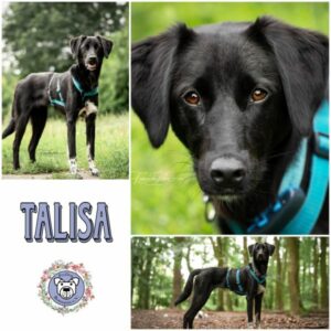 TALISA (♀) in 21493 Möhnsen - vermittelt