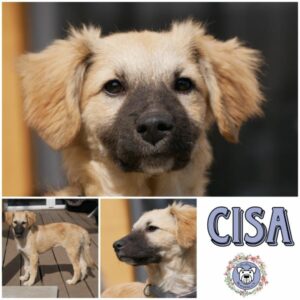 CISA (♀) in 21493 Möhnsen - vermittelt