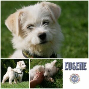 EUGENE (♀) in 21493 Möhnsen - vermittelt