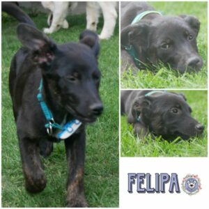 FELIPA (♀) in 21493 Möhnsen *vermittelt*