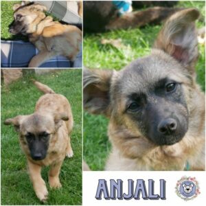 ANJALI (♀) in 21493 Möhnsen - vermittelt