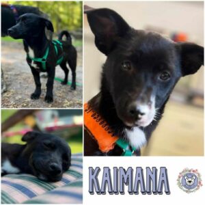 KAIMANA (♀) in 21521 Aumühle - vermittelt